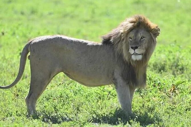 3-Day Maasai Mara Safari Tour in a 4 x4 Land Cruiser Jeep - Key points at a glance