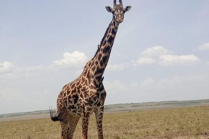 3-Day Maasai Mara Safari Tour in a 4 x4 Land Cruiser Jeep - Why three days can work for the Maasai Mara