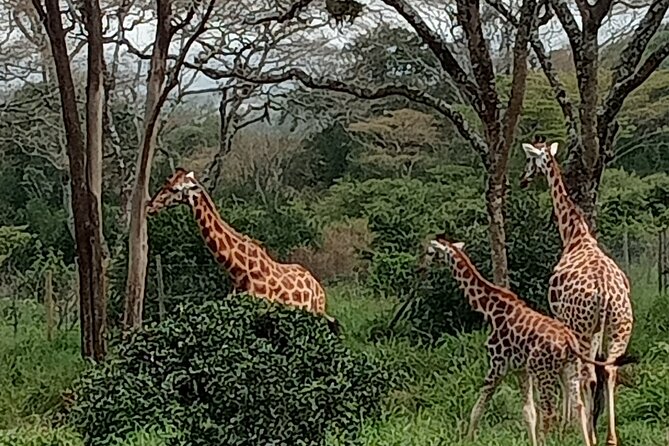 3-Day Maasai Mara Safari Tour in a 4 x4 Land Cruiser Jeep - The final morning and the ride back to Nairobi