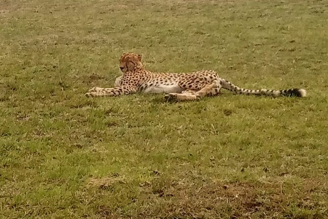 3-Day Maasai Mara Safari Tour in a 4 x4 Land Cruiser Jeep - What the $520 price really covers