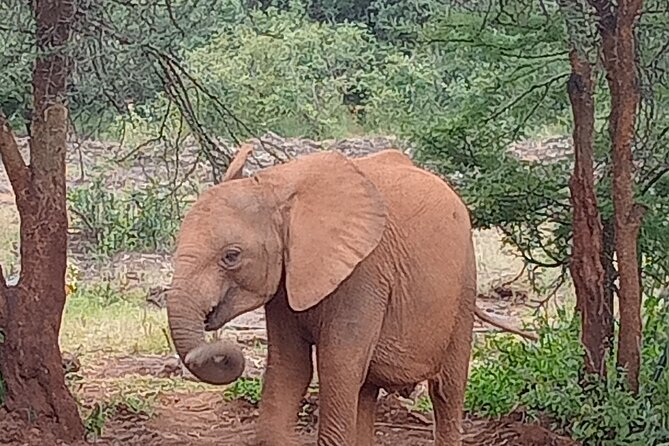 3-Day Maasai Mara Safari Tour in a 4 x4 Land Cruiser Jeep - Comfort, group size, and the realities of the road