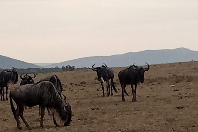3-Day Maasai Mara Safari Tour in a 4 x4 Land Cruiser Jeep - The 6 a.m. road to the Rift Valley