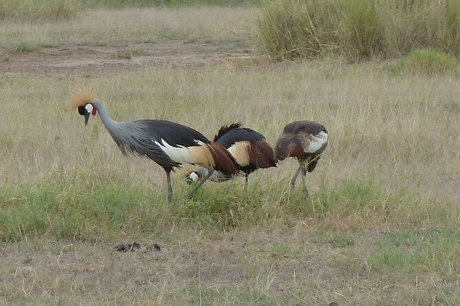 3 Day Maasai Mara Shared Safari In a Safari Van - What $219 buys you, and what it does not