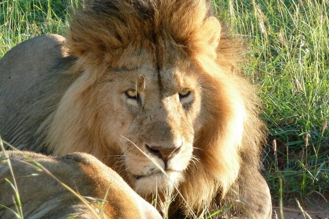 3 Day Maasai Mara Shared Safari In a Safari Van - Your first afternoon inside Maasai Mara