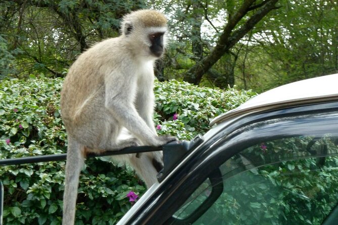 3 Day Maasai Mara Shared Safari In a Safari Van - The private tents at camp