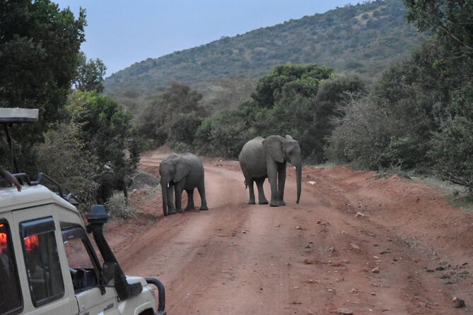 3 Day Maasai Mara Shared Safari In a Safari Van - The Mara River and its resident wildlife
