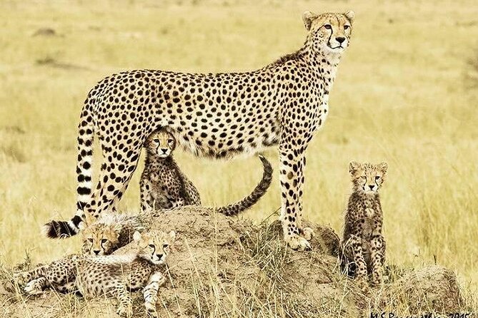 3 Day Maasai Mara Shared Safari In a Safari Van - Day three: a final drive and the route back