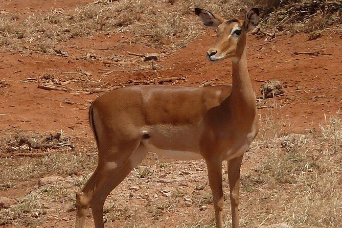 3 Day Maasai Mara Shared Safari In a Safari Van - Shared van logistics and group size