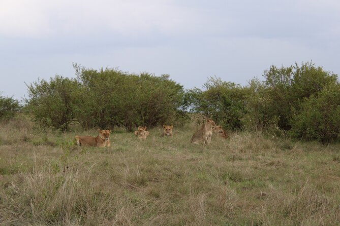 3-Day Maasai Mara Sharing Safari in a 4x4 Land Cruiser Jeep - Day two: the full Maasai Mara game-drive day