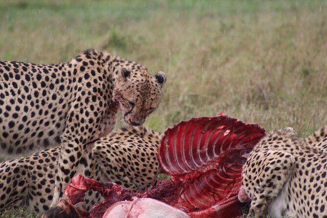 3-Day Maasai Mara Sharing Safari in a 4x4 Land Cruiser Jeep - Who should book this safari?