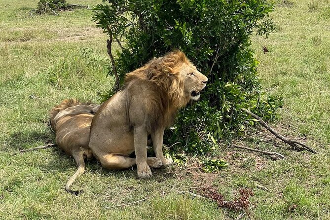 3-Day Masai Mara and Naivasha Hell's Gate National Park-Safari - Your first Masai Mara game drive at 4 p.m.