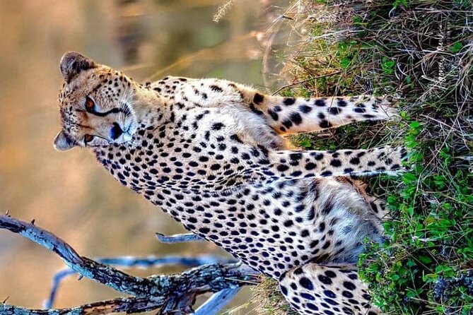 3-Day Masai Mara and Naivasha Hell's Gate National Park-Safari - Day two: the serious wildlife day