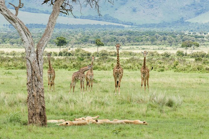 3-Day Masai Mara Budget Camping Safari - The final morning and return to Nairobi
