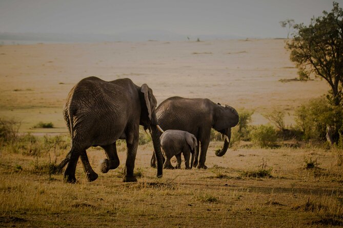 3-Day Masai Mara Budget Camping Safari - Meals, camping, and what the price really covers