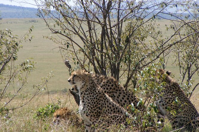 3-Day Masai Mara Budget Camping Safari - Who should book this safari