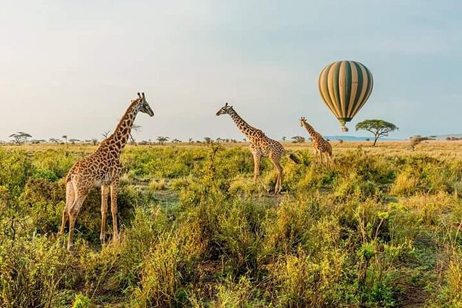 3-Day Masai Mara Budget Camping Safari - The first afternoon in the Masai Mara
