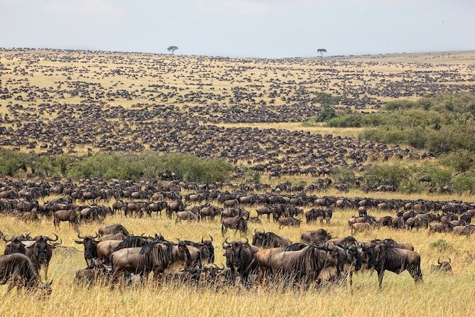 3 Day Masai Mara Budget Joining Safari on 4×4 - Daily Departures - Why this budget safari works