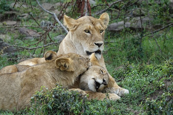 3 Day Masai Mara Budget Joining Safari on 4×4 - Daily Departures - Day 1: Nairobi, the Rift Valley, and an evening in the Mara