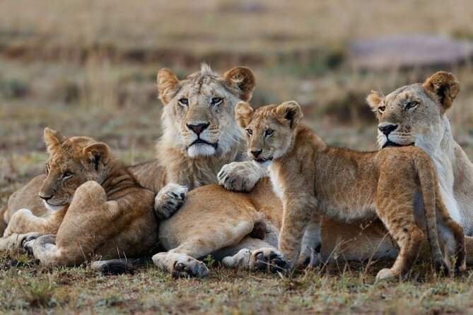 3-Day Masai Mara Group Joining Safari Adventure - Why this three-day safari makes sense