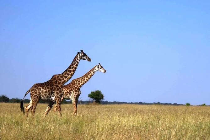 3-Day Masai Mara Group Joining Safari Adventure - From Nairobi to the Great Rift Valley viewpoint