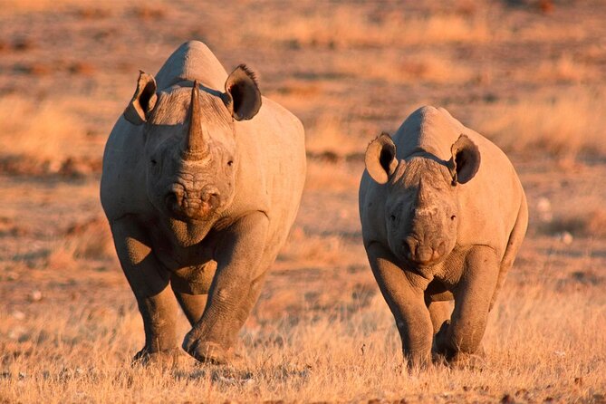 3-Day Masai Mara Group Safari with Pick Up - The guide and vehicle can shape the whole safari
