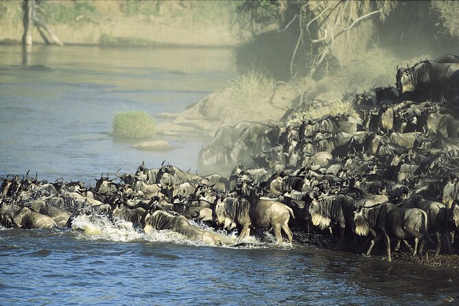 3-Day Masai Mara Group Safari with Pick Up - Who will get the most from this trip