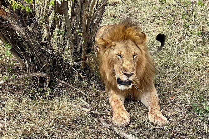 3-Day Masai Mara Jeep Safari - The optional Maasai village visit
