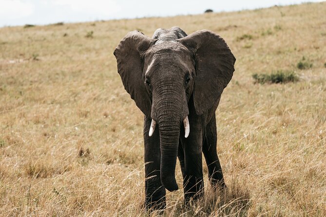 3-Day Masai Mara Luxury Safari - What the $1,702.71 price covers