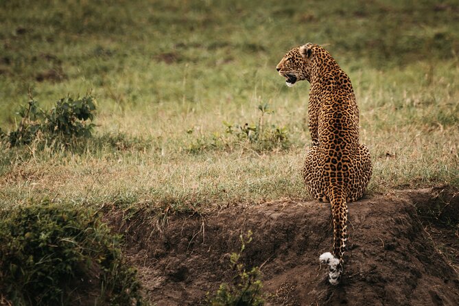 3-Day Masai Mara Luxury Safari - Comfort, fitness, and family considerations