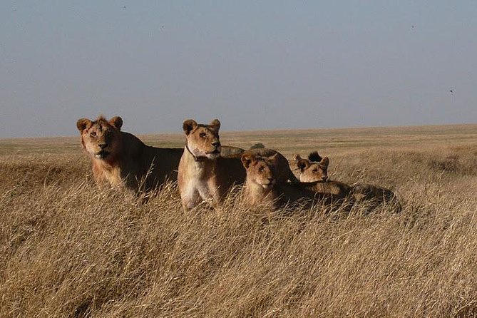 3 Day Masai Mara Safari - The full-day game drive on day two