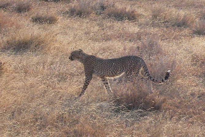 3 Day Masai Mara Safari - What the private guide adds