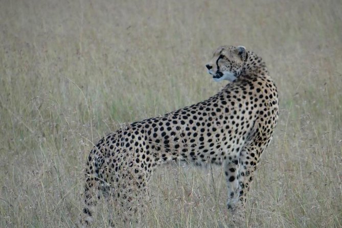 3 Day Masai Mara Safari - Returning to Nairobi on day three