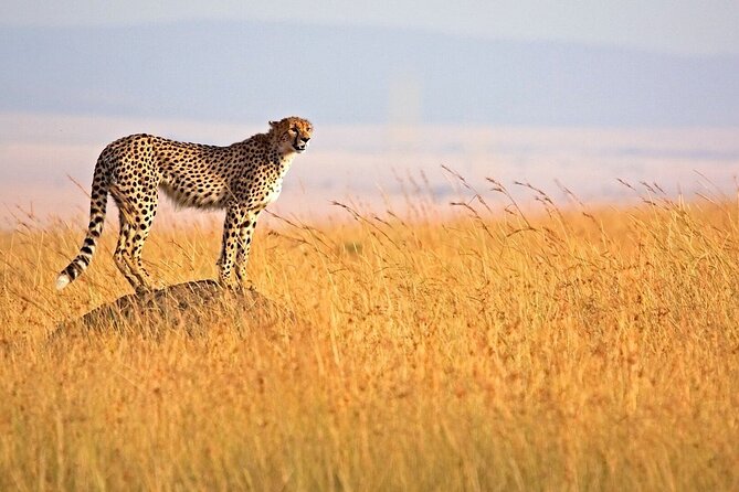 3-Day Masai Mara Safari Tour - Day three: a final drive and the return to Nairobi