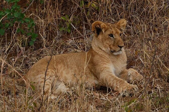 3-Day Masai Mara Safari Tour - Who will get the most from this safari