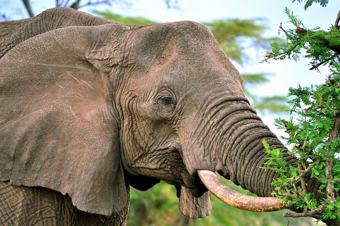 3-day Masai Mara Safari Tour to see the big five and wildebeest migration - The early final drive and return to Nairobi