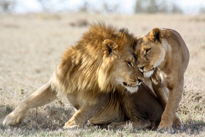 3-day Masai Mara Safari Tour to see the big five and wildebeest migration - How the safari service may affect your trip
