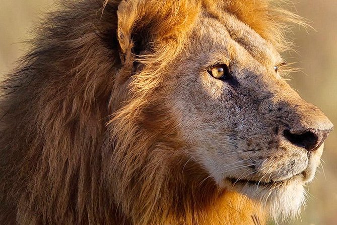 3-day Masai Mara Safari Tour to see the big five and wildebeest migration - Who should choose this Maasai Mara safari