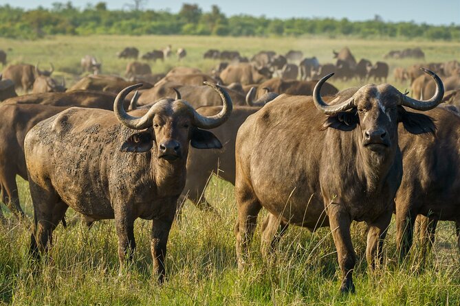 3-Day Masai Mara Wildebeest Migration 2025 - Reaching the Maasai Mara from Nairobi