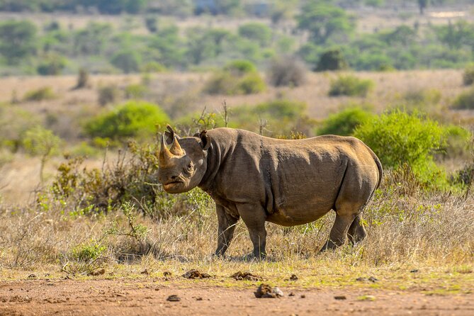3-Day Masai Mara Wildebeest Migration 2025 - Day 2: The safari day that makes the trip worthwhile