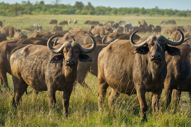 3-Day Masai Mara Wildebeest Migration 2025 - Day 3: One last look, then the road to Nairobi