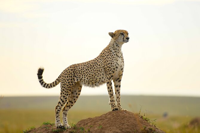 3-Day Masai Mara Wildebeest Migration 2025 - Guides, service, and the private format
