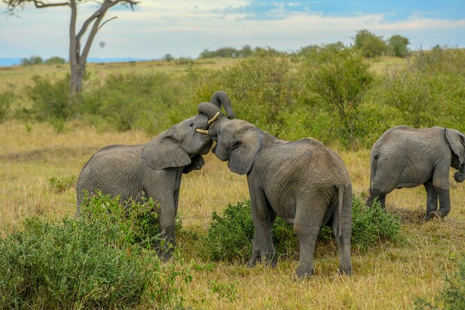 3-Day Masai Mara Wildebeest Migration 2025 - What the $1,782 price really buys