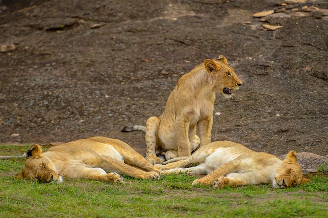 3-Day Masai Mara Wildebeest Migration 2025 - Day 1: First wildlife sightings in the Maasai Mara