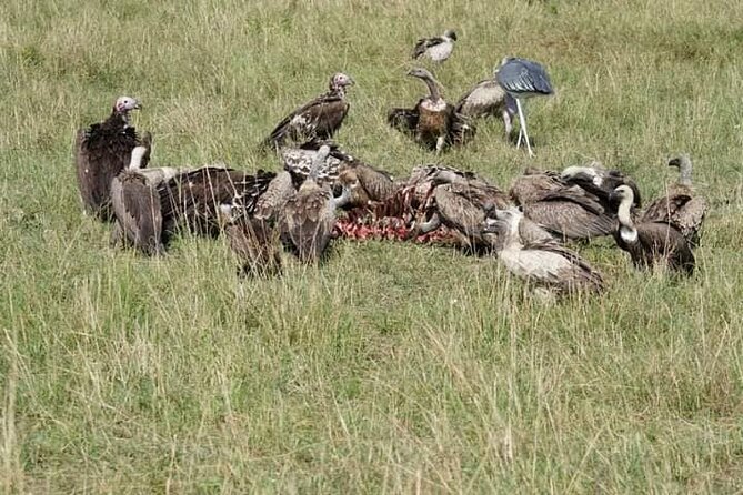 3 Day Private 4x4 Jeep Tour in Masai Mara Safari - Day three: an early final drive and the return to Nairobi