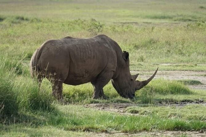 3 Day Private 4x4 Jeep Tour in Masai Mara Safari - Comfort, roads, and daily rhythm