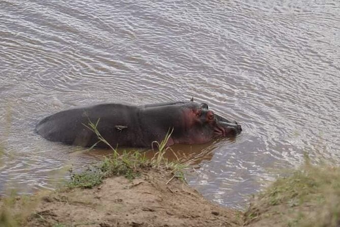 3 Day Private 4x4 Jeep Tour in Masai Mara Safari - What the strongest feedback tells you
