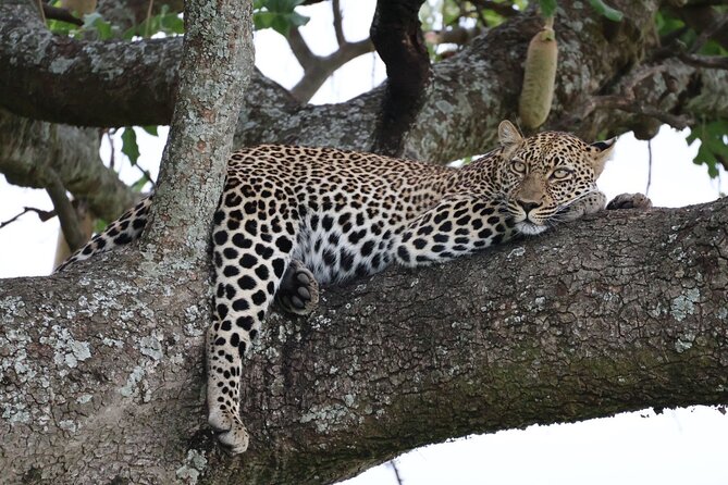 3 Day Private Tour in Maasai Mara with Lodge Luxury with Jeep - What this three-day Maasai Mara safari gets right