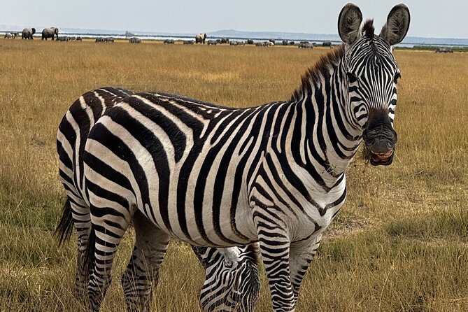 3 Day Private Tour in Maasai Mara with Lodge Luxury with Jeep - Day 2: Ten hours in Maasai Mara