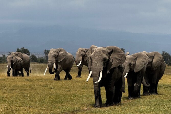 3 Day Private Tour in Maasai Mara with Lodge Luxury with Jeep - Day 3: Maasai culture and the road back to Nairobi