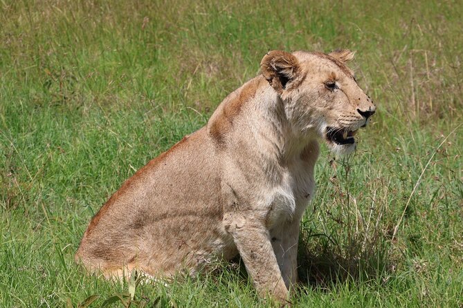 3 Day Private Tour in Maasai Mara with Lodge Luxury with Jeep - Practical points before you reserve